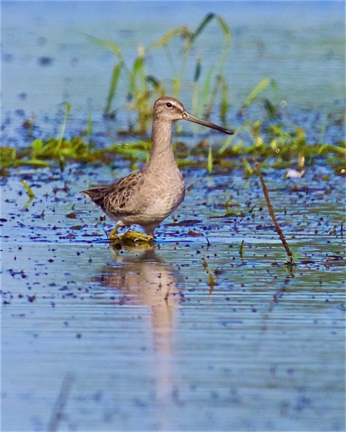 Short-billed/Long-billed Dowitcher - ML113994911