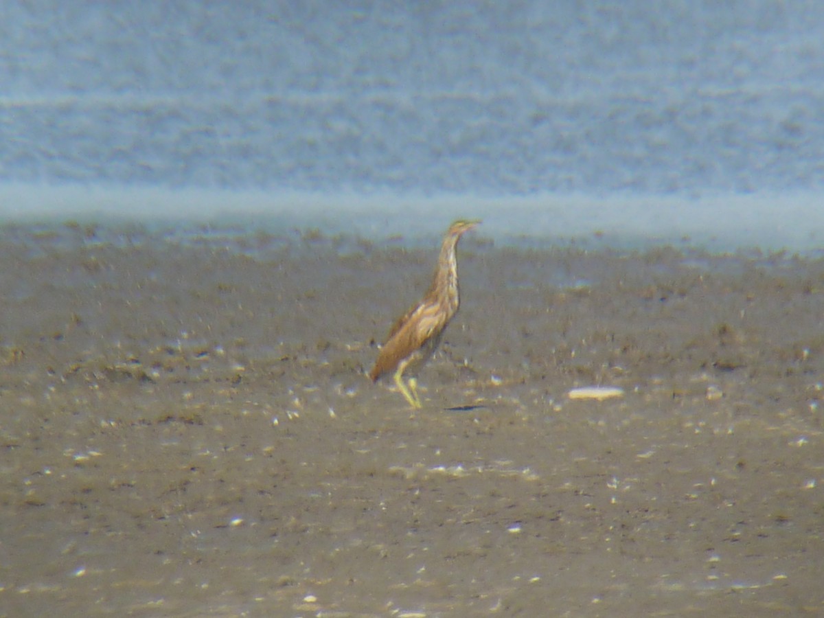 American Bittern - ML113995851