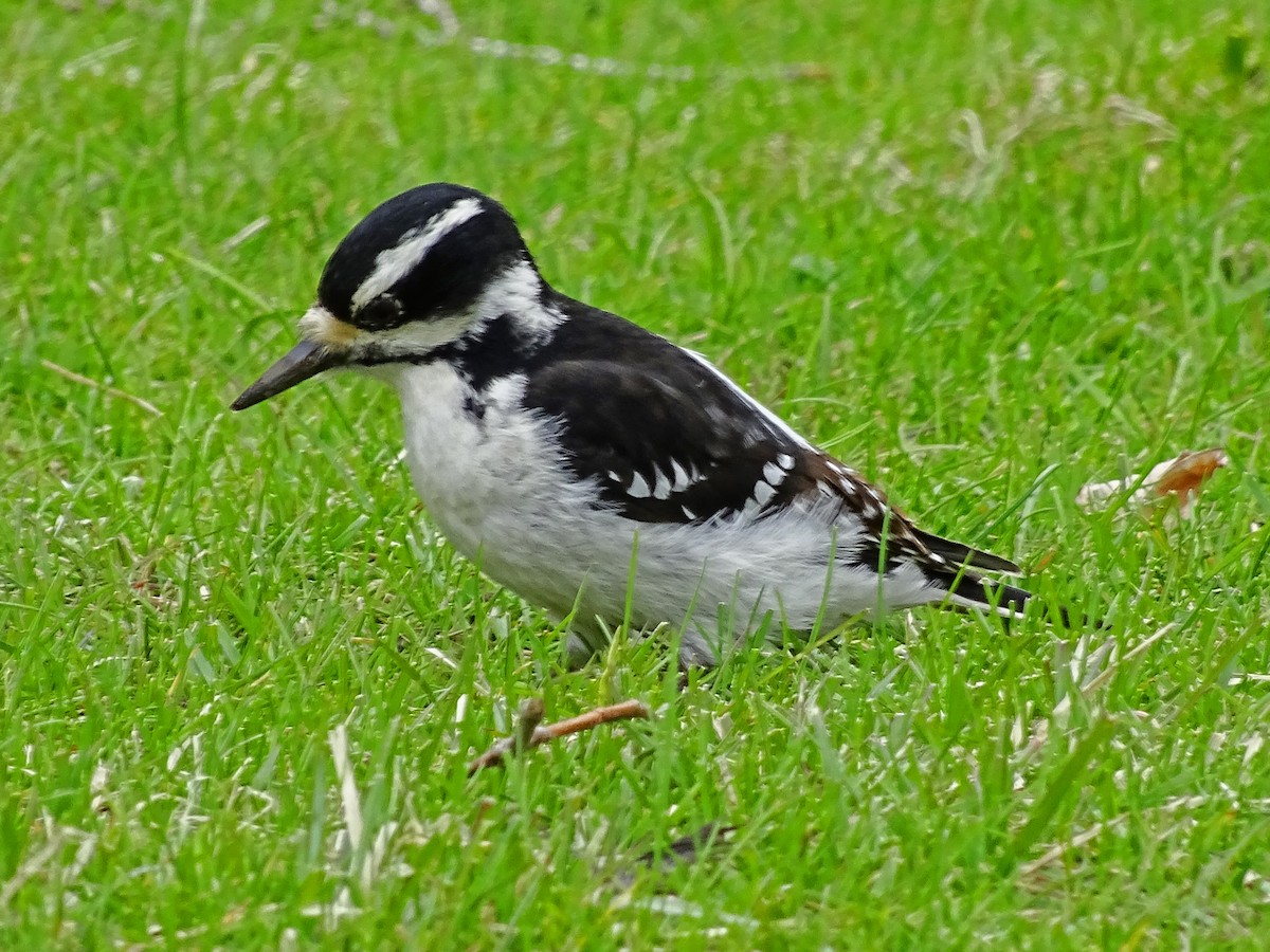 セジロアカゲラ（villosus グループ） - ML113996081