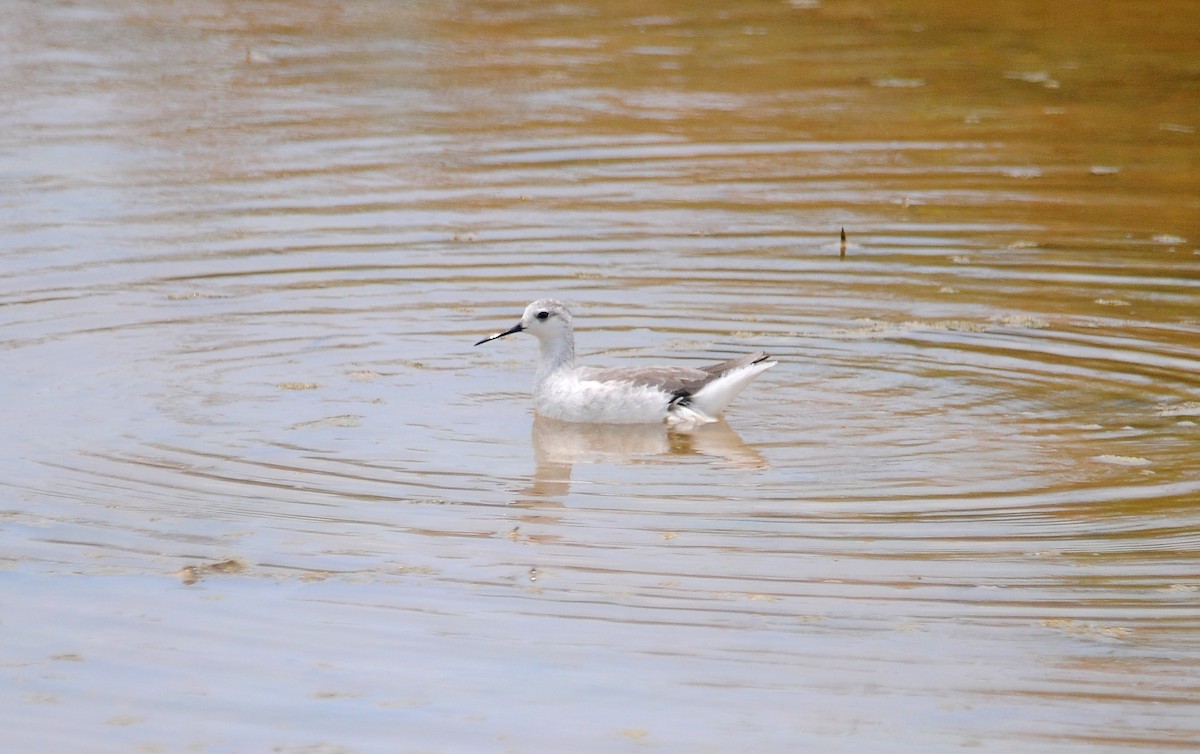 Falaropo Tricolor - ML113997251