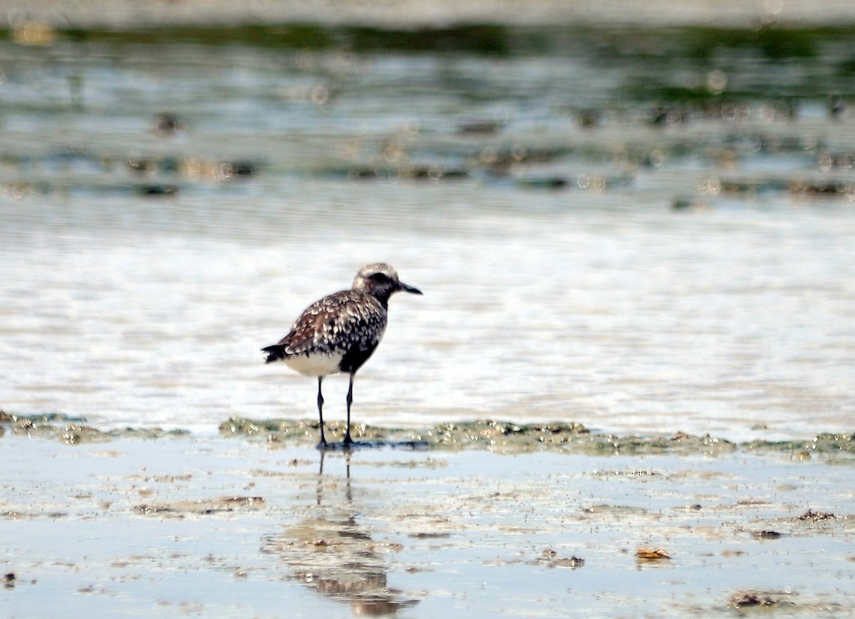 Black-bellied Plover - ML113998581