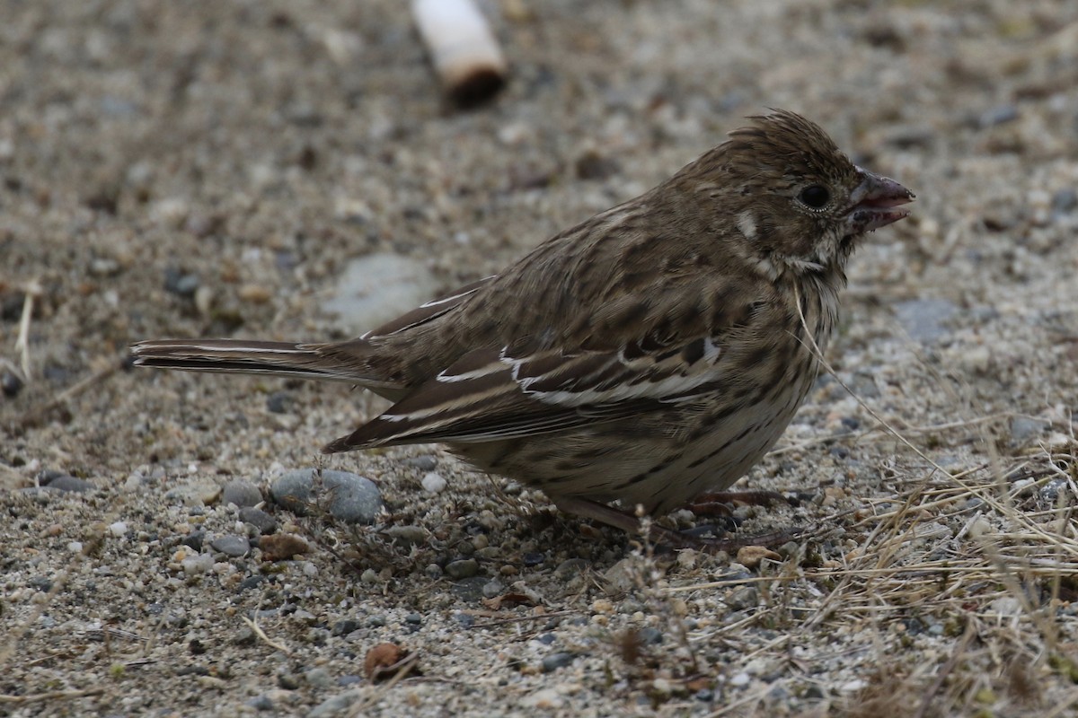 Lark Bunting - Arnold Skei