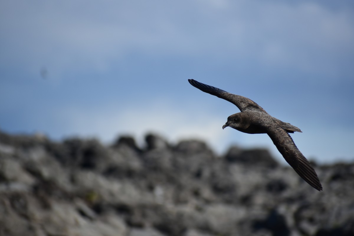 Murphy's Petrel - ML114002351