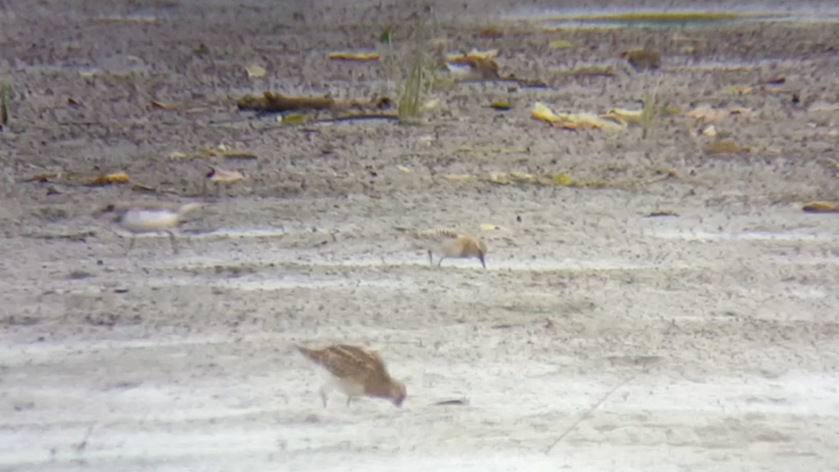 Baird's Sandpiper - Zach Millen