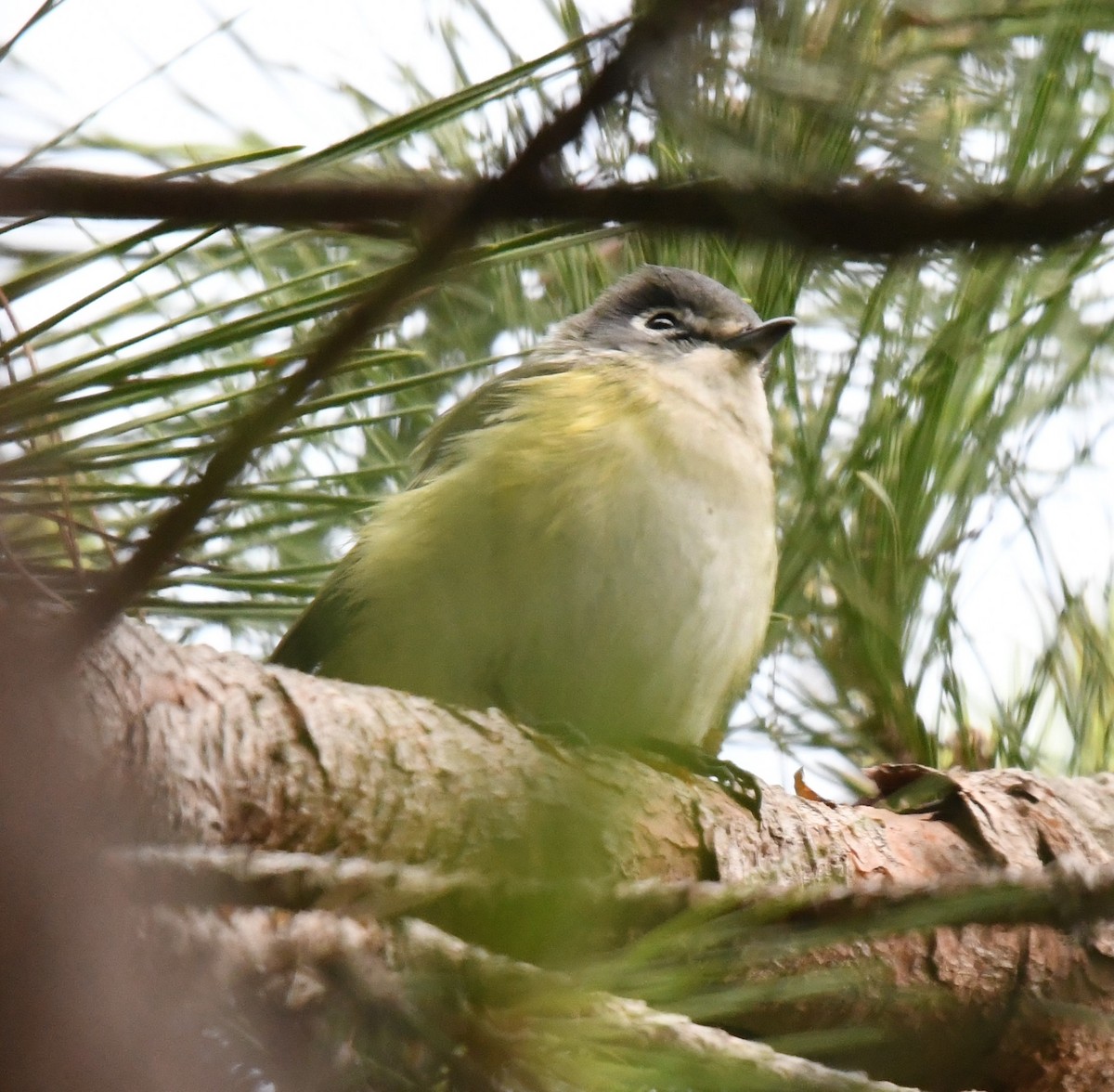 Cassin's/Blue-headed Vireo - ML114003951