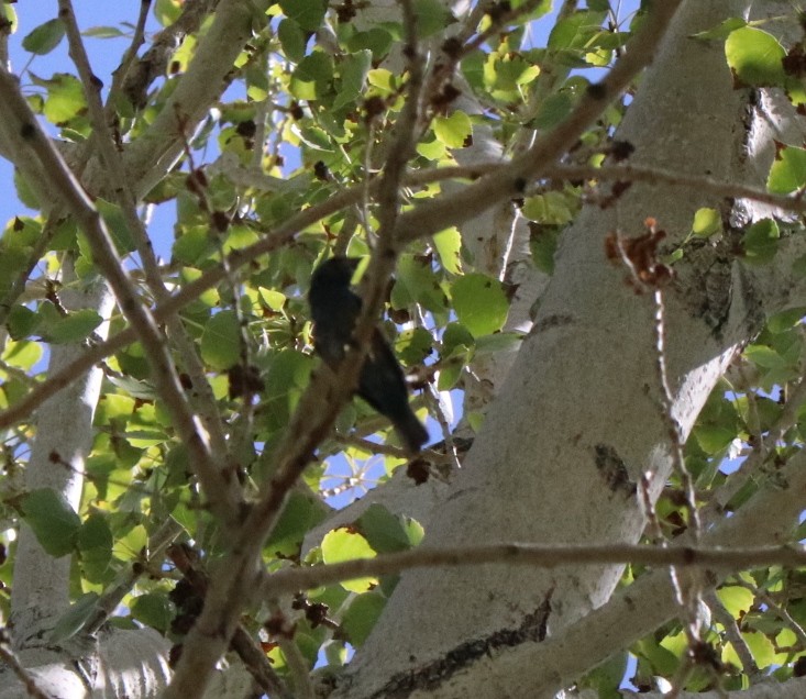 Indigo Bunting - ML114004401