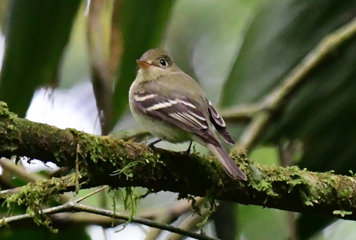 Yellow-bellied Flycatcher - James Bozeman