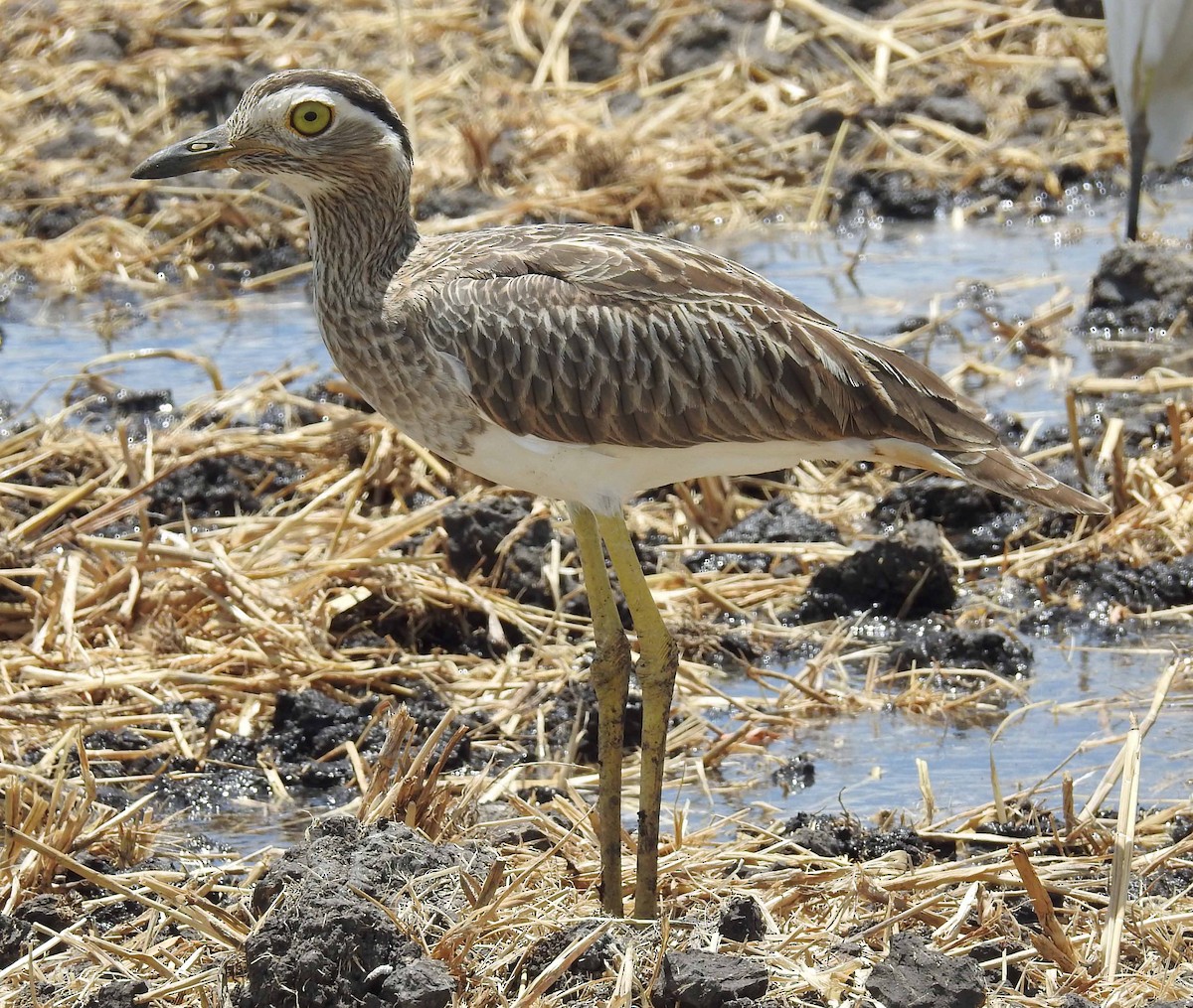 Double-striped Thick-knee - Danilo Moreno