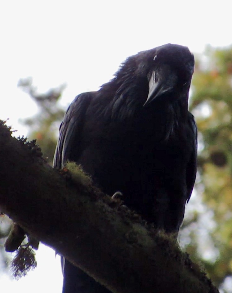 Common Raven - ML114007261