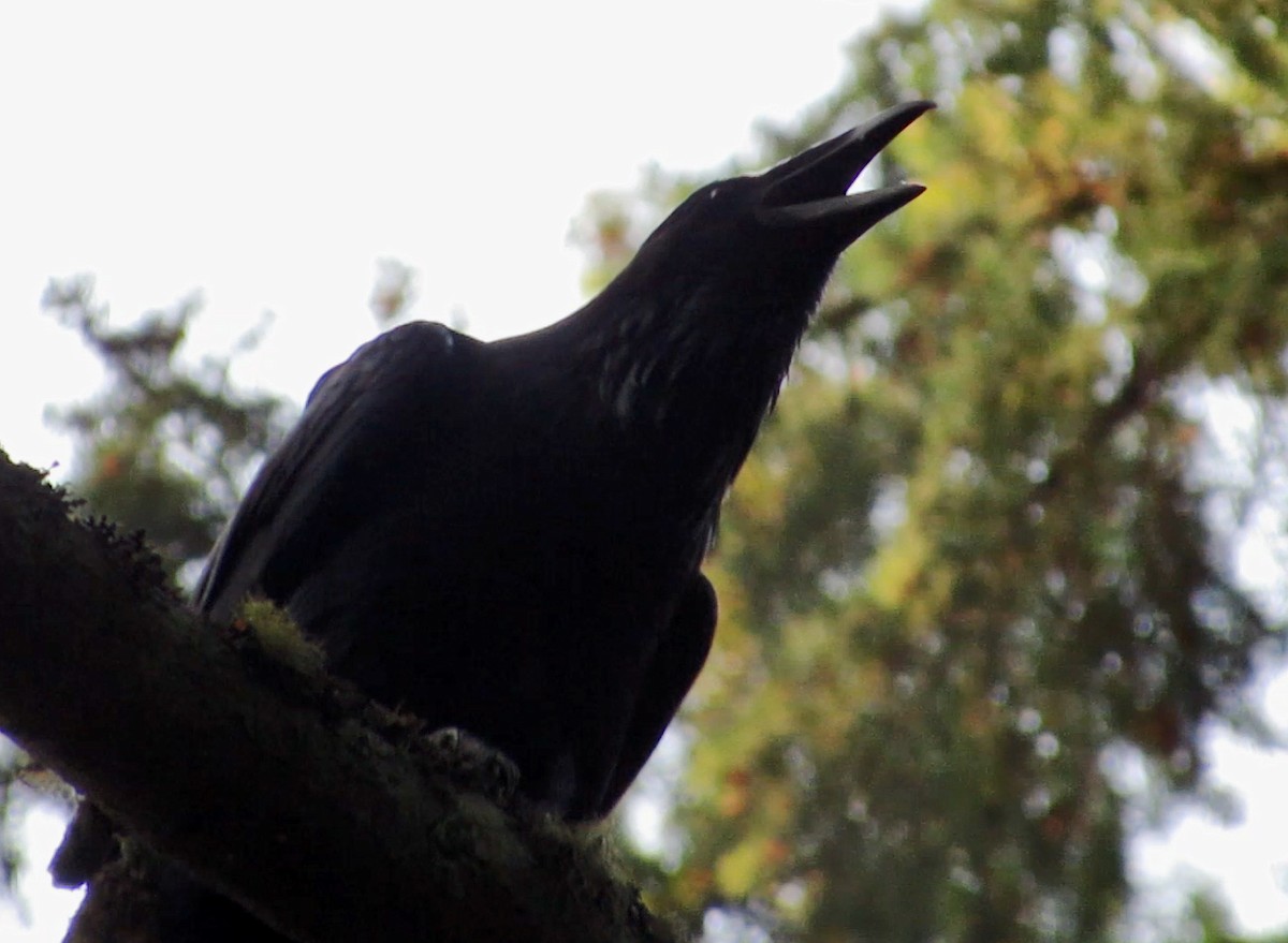 Common Raven - ML114007281