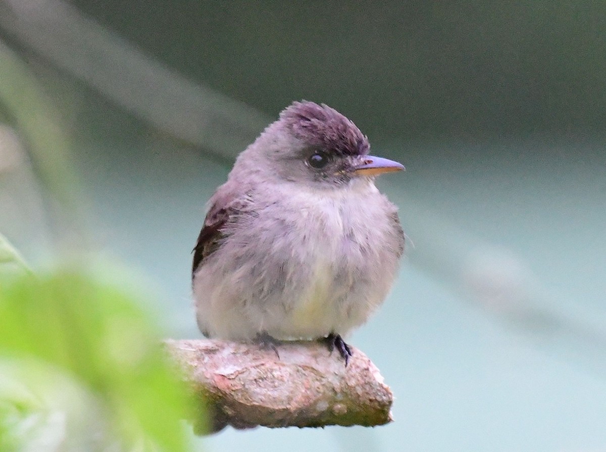 Northern Tropical Pewee - James Bozeman