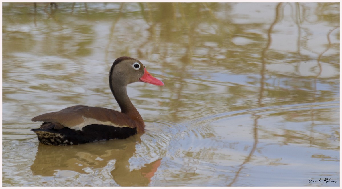 Black-bellied Whistling-Duck - ML114009131