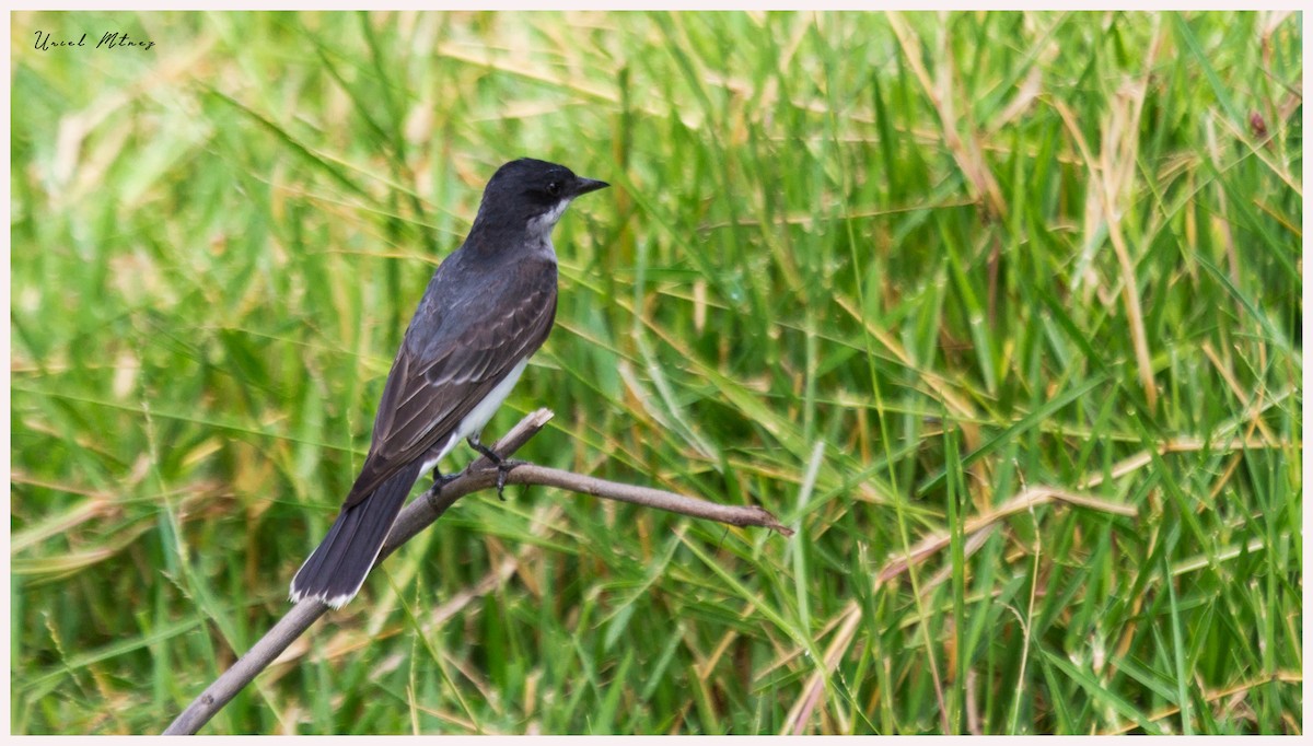 Eastern Kingbird - ML114009151