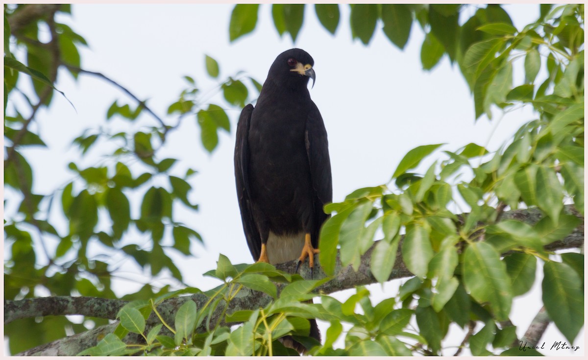 Snail Kite - ML114009201