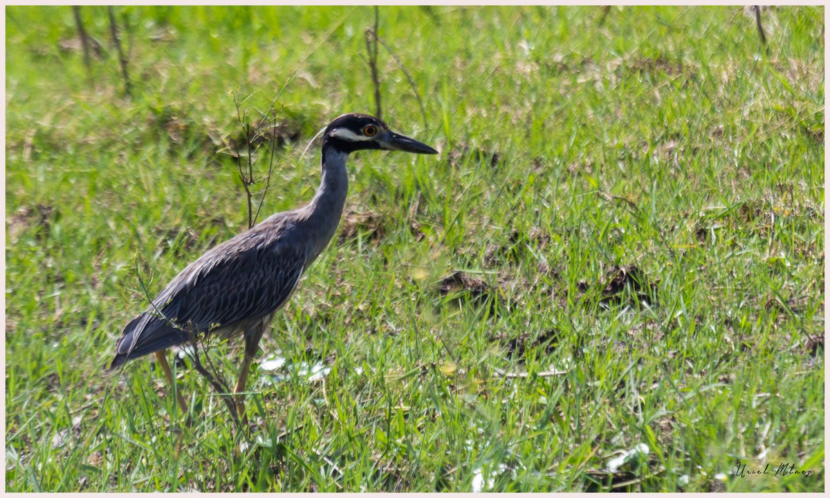 Yellow-crowned Night Heron - ML114009221