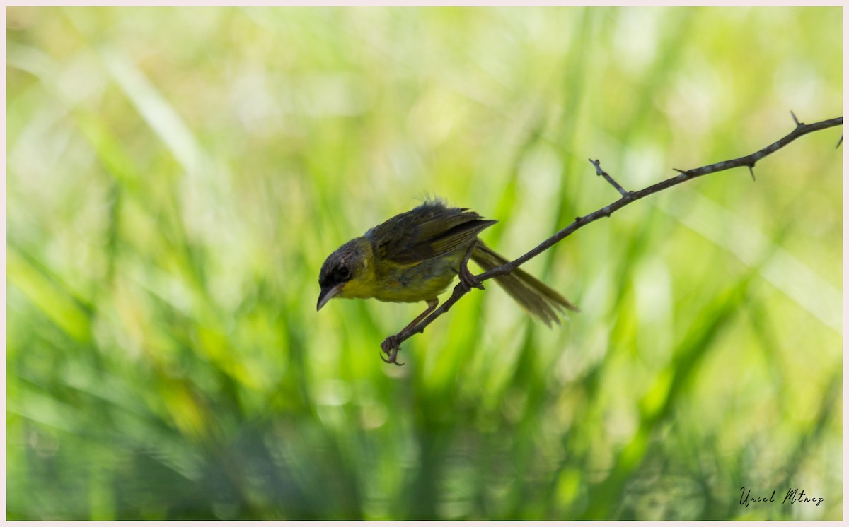 Gray-crowned Yellowthroat - ML114009261