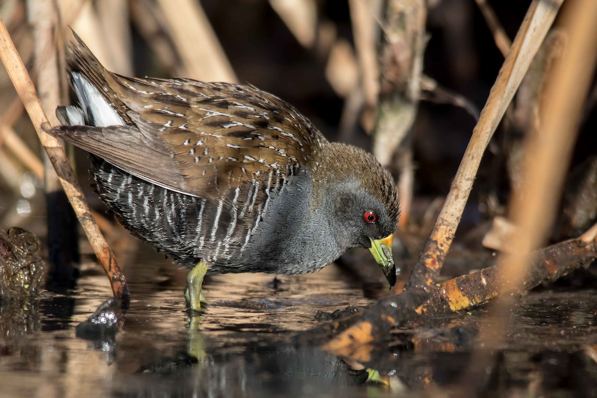 Australian Crake - ML114009731