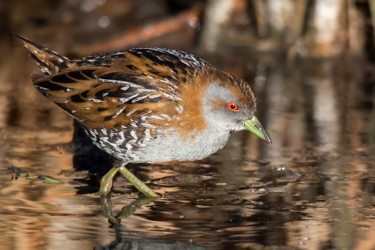 Baillon's Crake - ML114009771