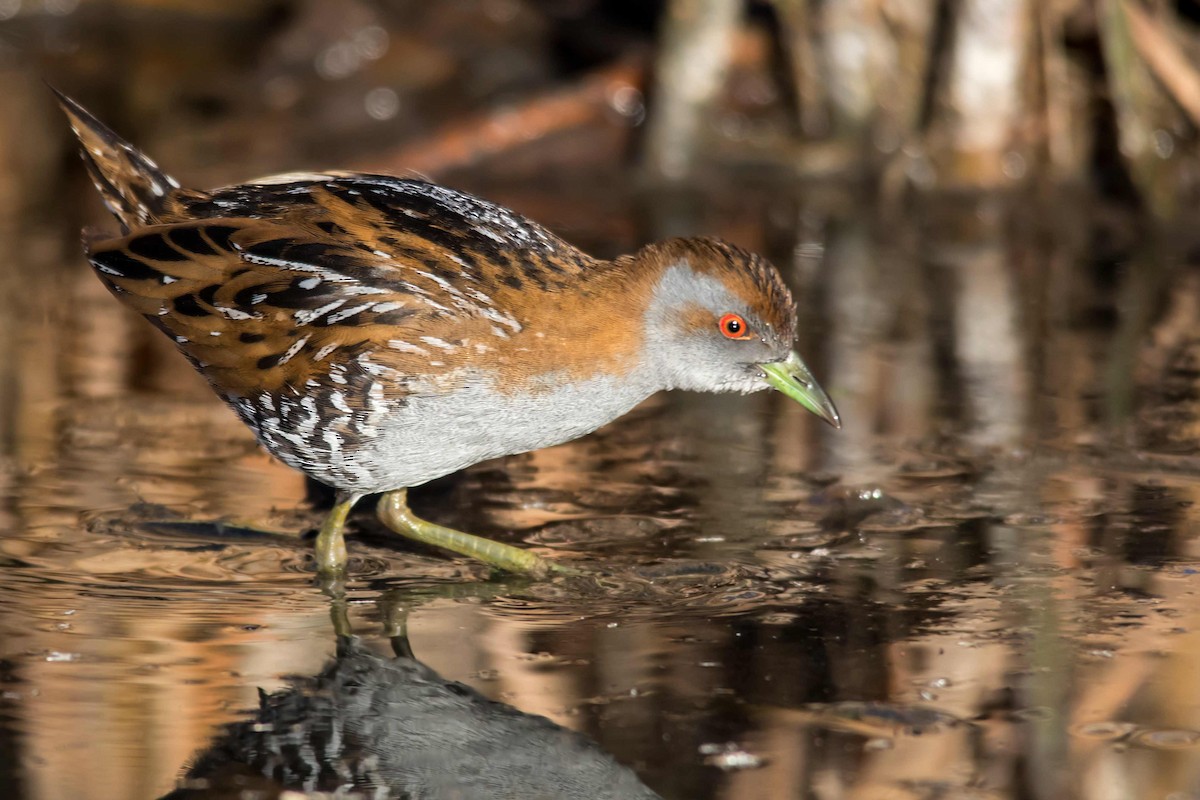 Baillon's Crake - ML114009801