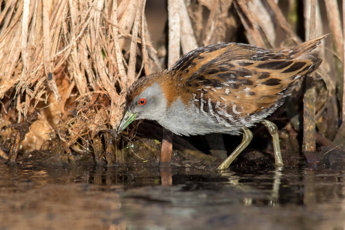 Baillon's Crake - ML114009841