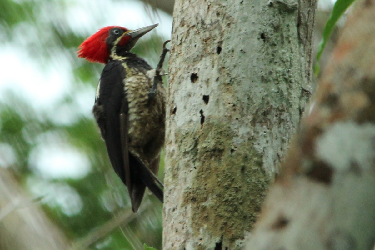 Lineated Woodpecker - Louis Hoeniger