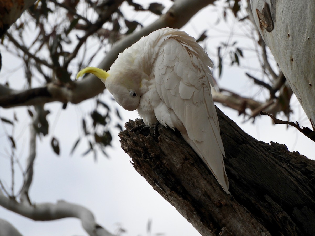 Sulphur-crested Cockatoo - ML114011411