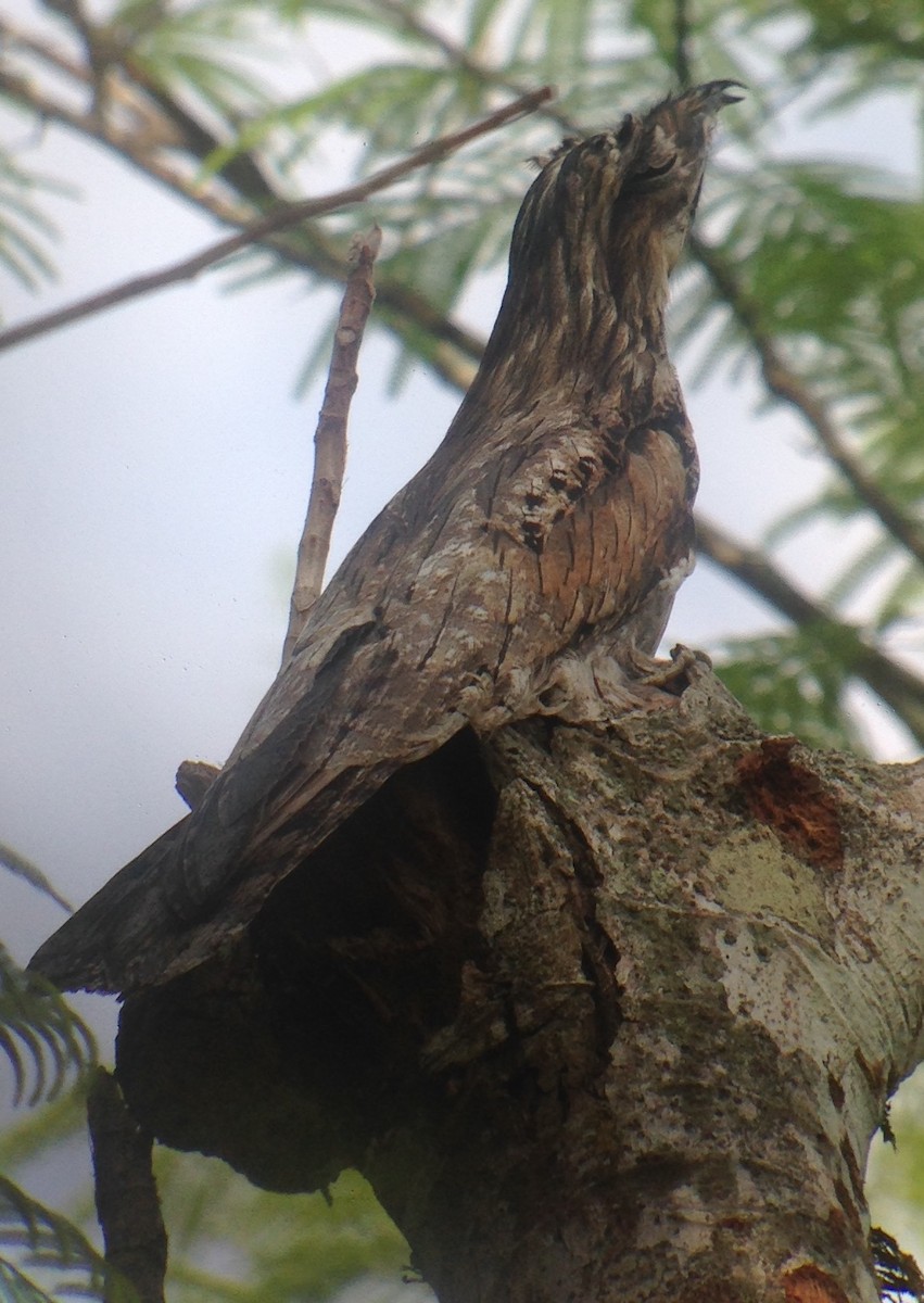 Northern Potoo - ML114011421