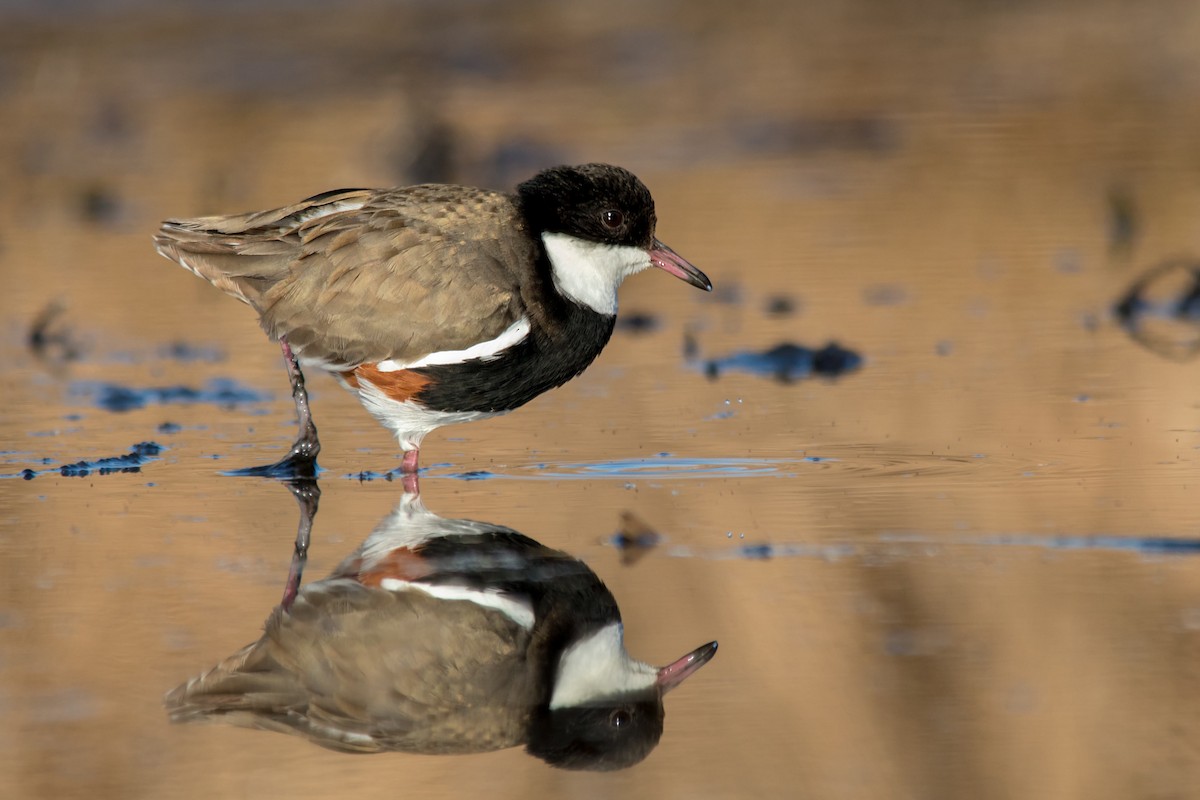 Red-kneed Dotterel - Andrew Allen