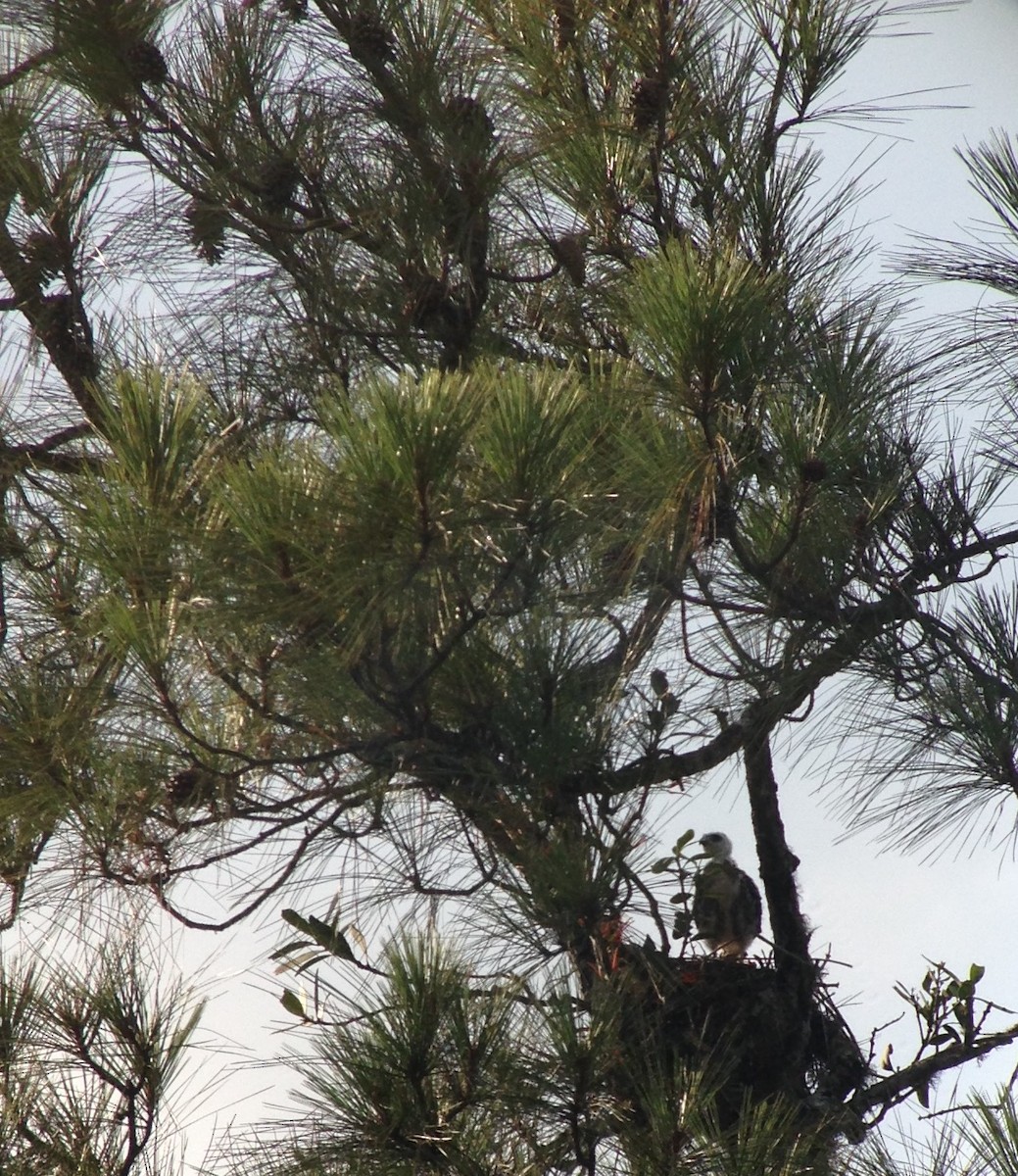 Plumbeous Kite - ML114011581