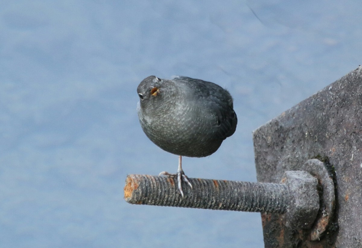 American Dipper - ML114012631