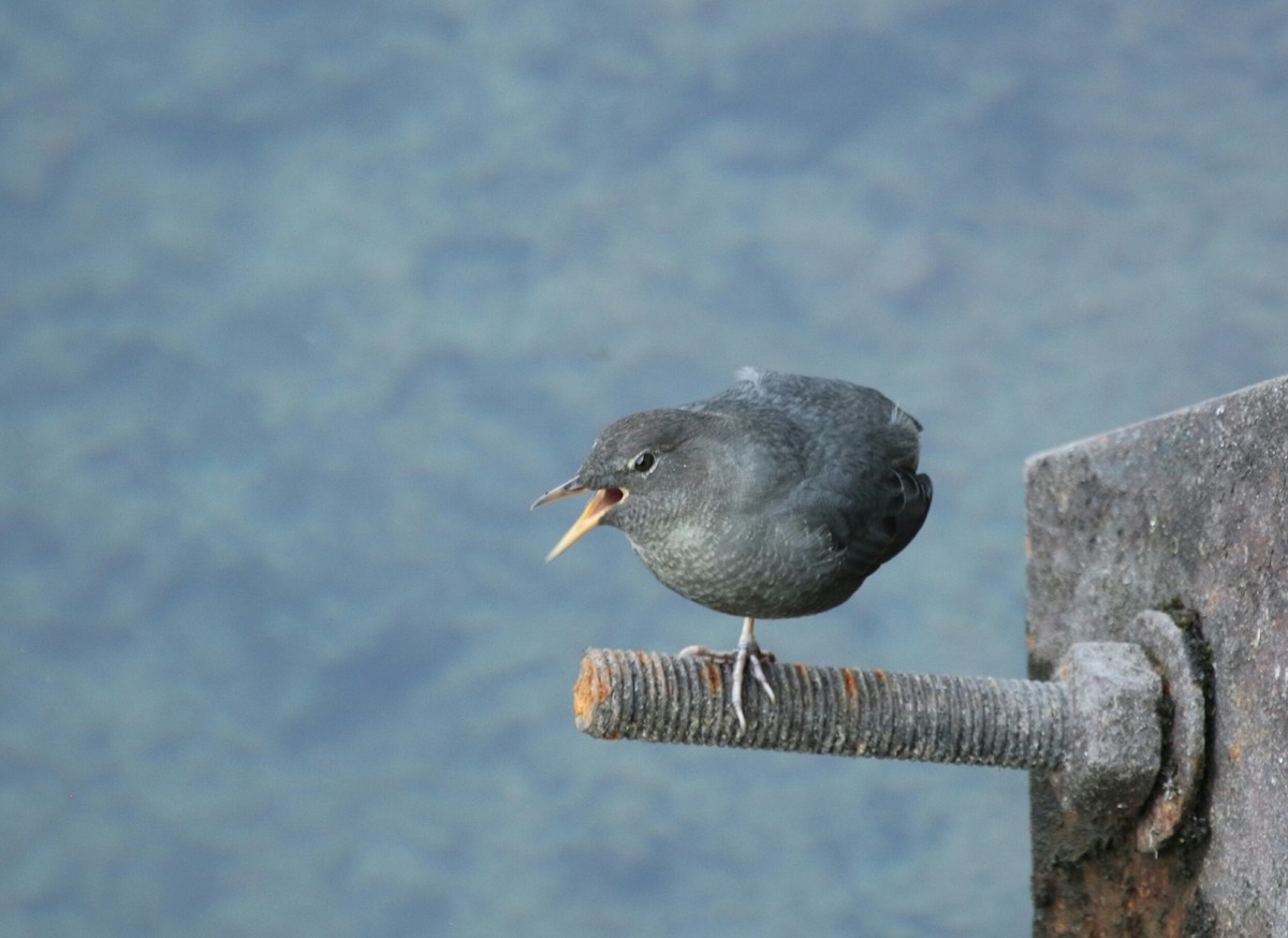 American Dipper - ML114012681