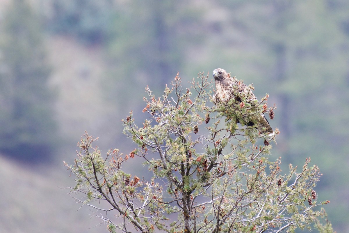 Red-tailed Hawk - ML114014211