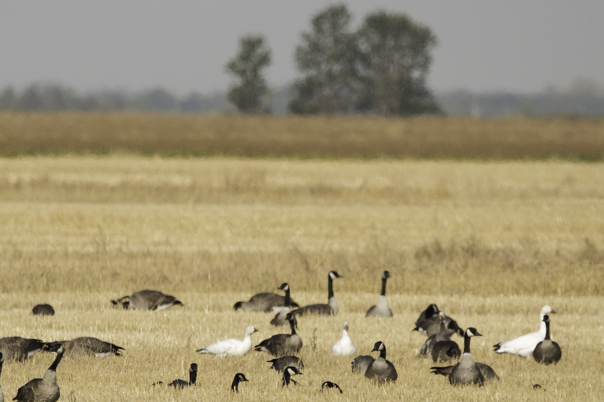 Ross's Goose - ML114016101