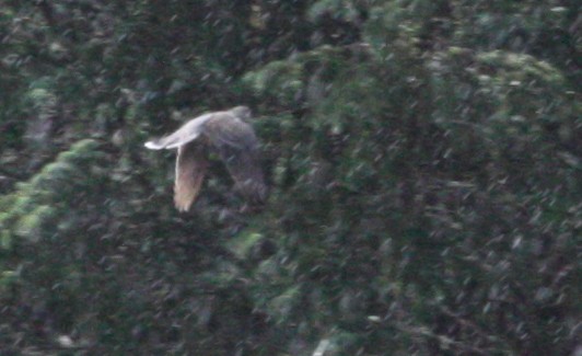 Oriental Turtle-Dove - ML114016661