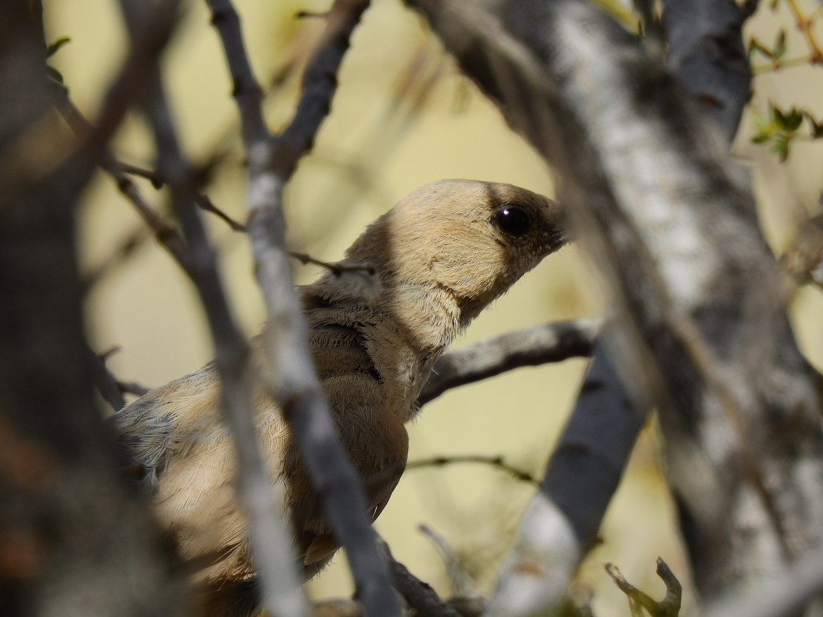 LeConte's Thrasher - ML114016841