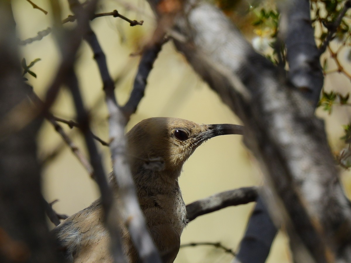 LeConte's Thrasher - ML114016861