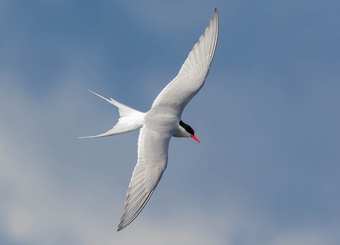 Arctic Tern - Melissa Hafting