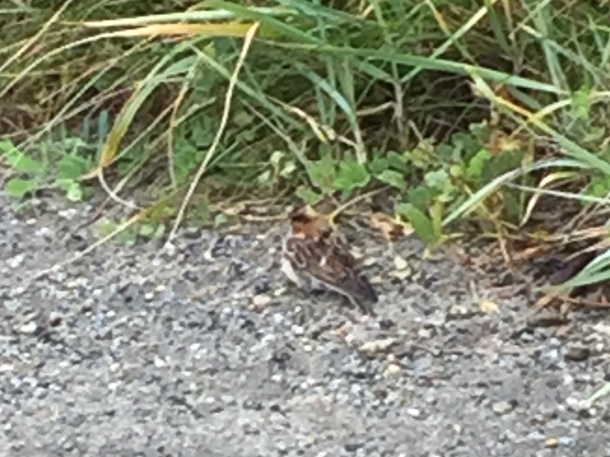 Little Bunting - Patty Rose