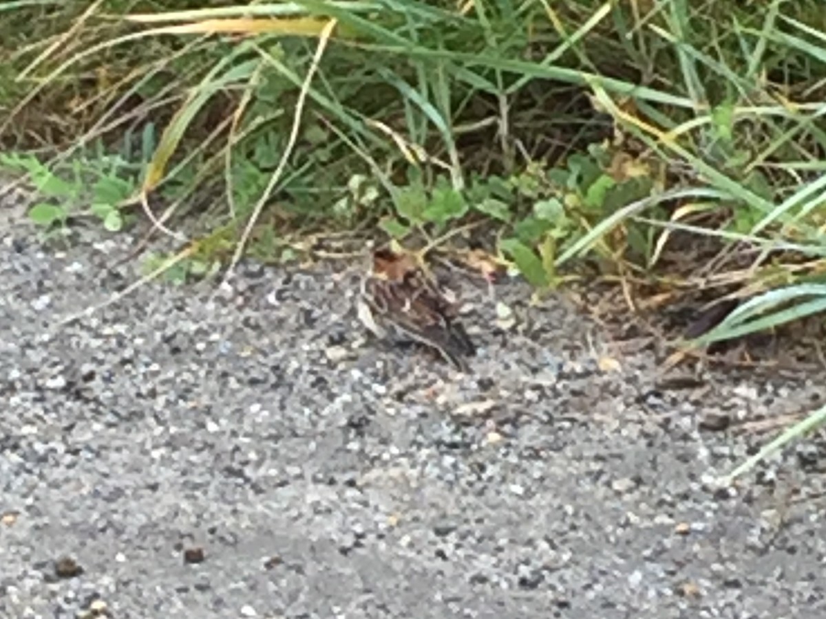 Little Bunting - ML114017521