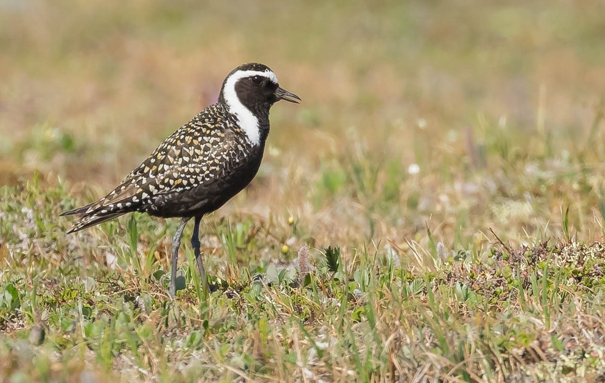 American Golden-Plover - Melissa Hafting