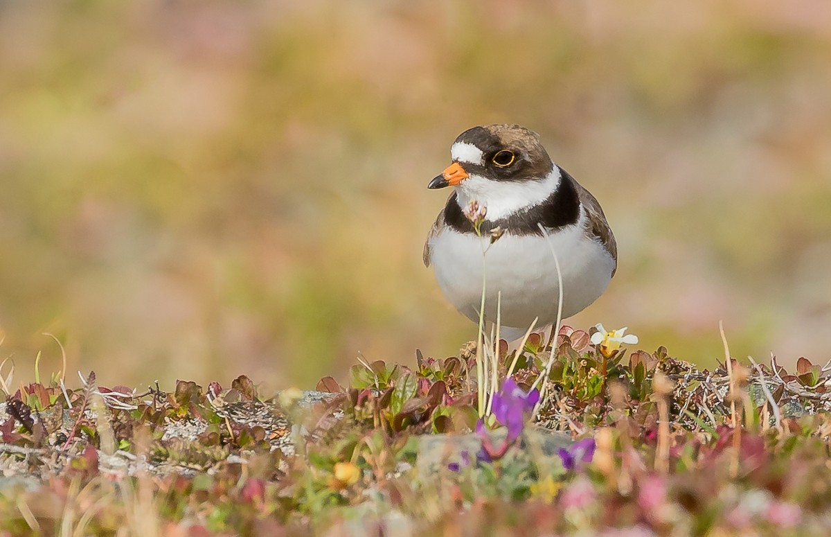 Semipalmated Plover - Melissa Hafting