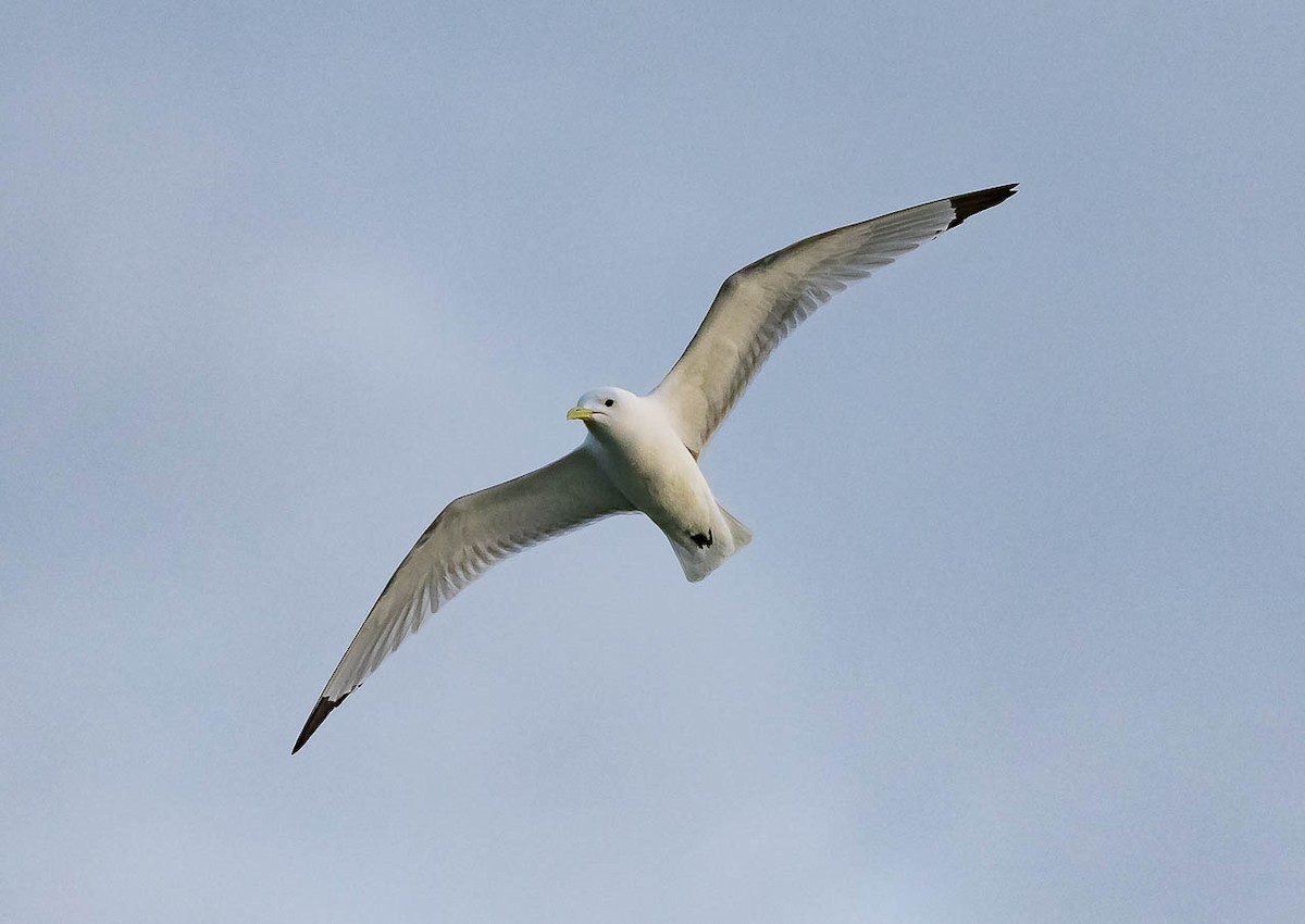 Black-legged Kittiwake - Melissa Hafting