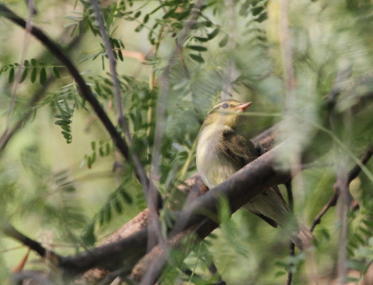 Green Warbler - Simon Lloyd