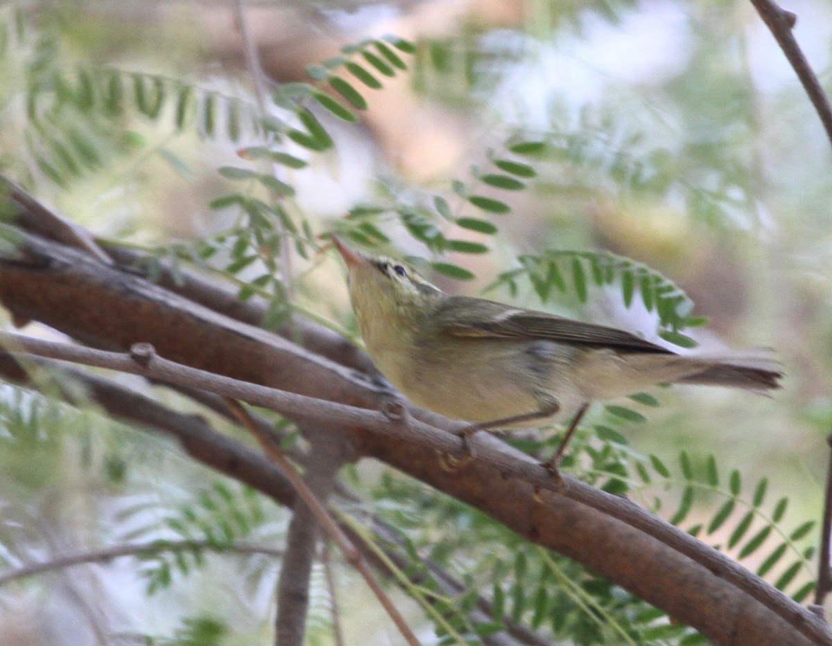 Green Warbler - ML114018591