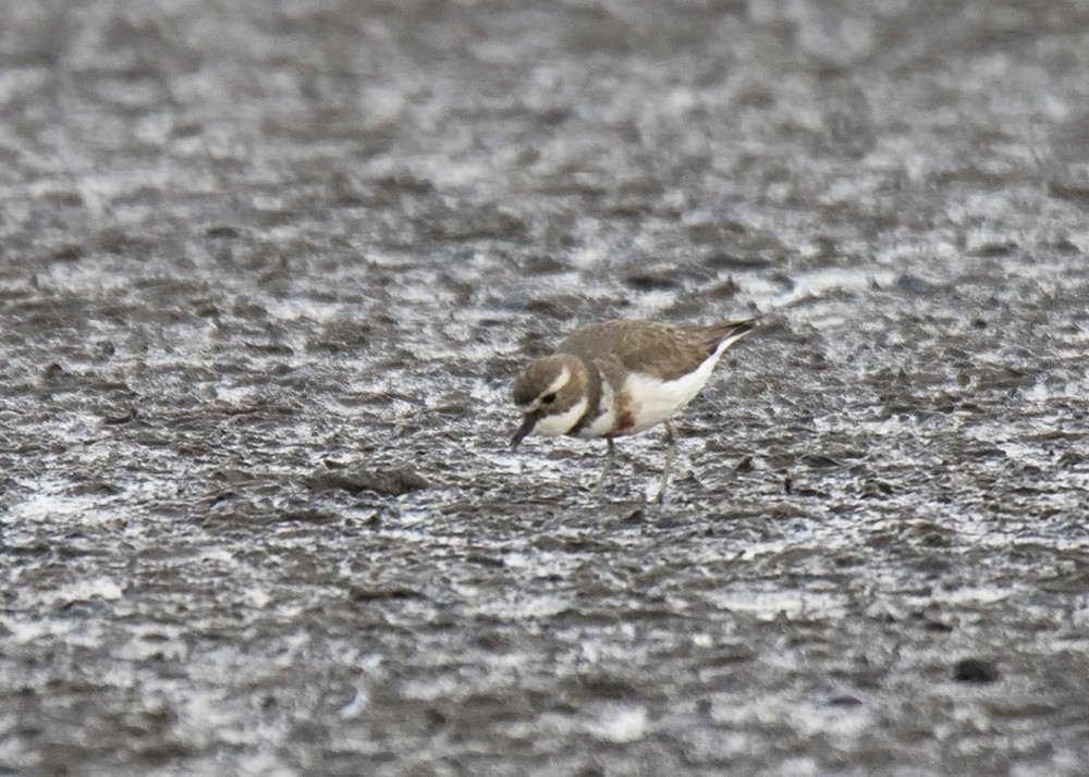 Double-banded Plover - Stephen Murray