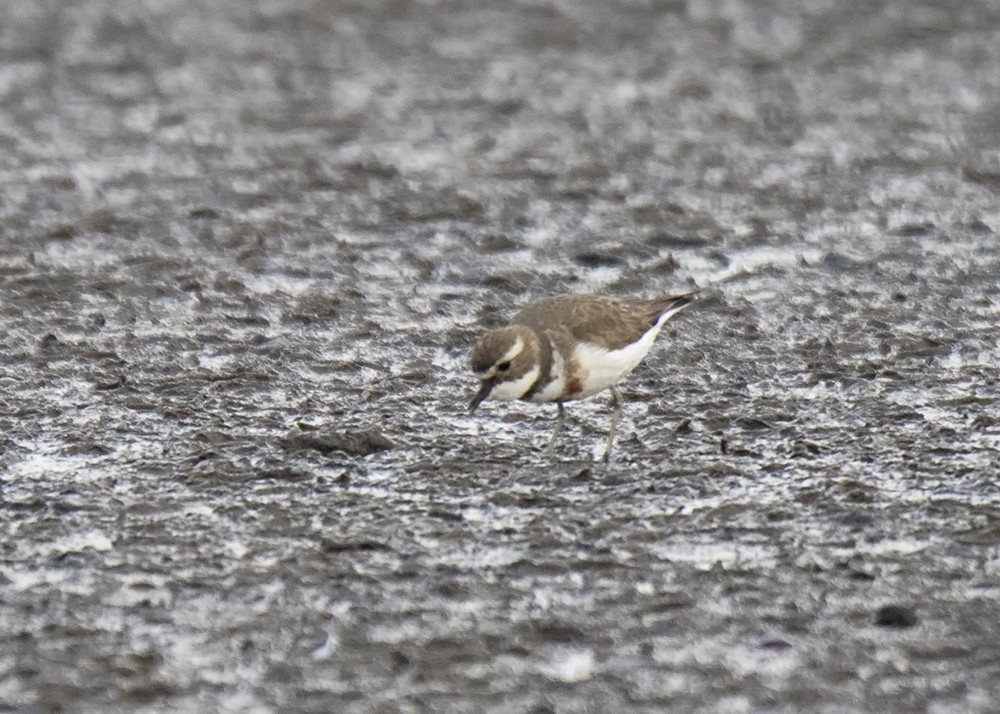 Double-banded Plover - ML114019461