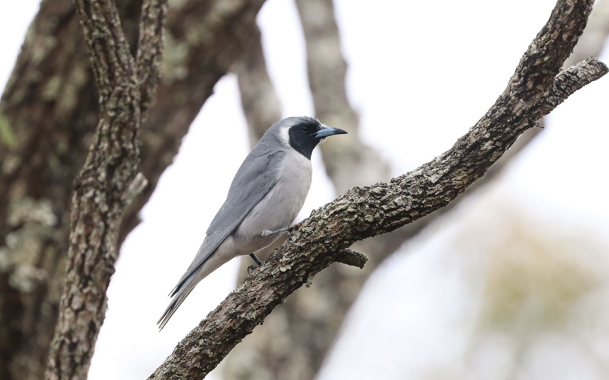Masked Woodswallow - ML114021591