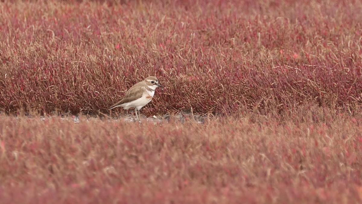 Double-banded Plover - ML114021871