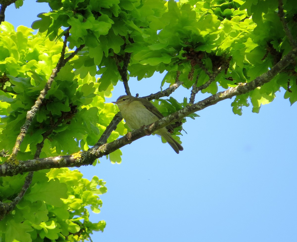 Iberian Chiffchaff - ML114022911