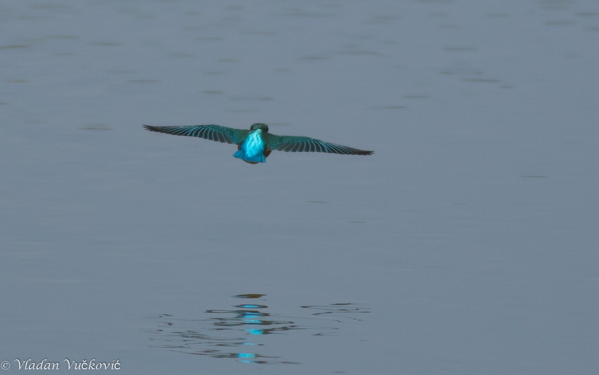 Martin-pêcheur d'Europe - ML114023101